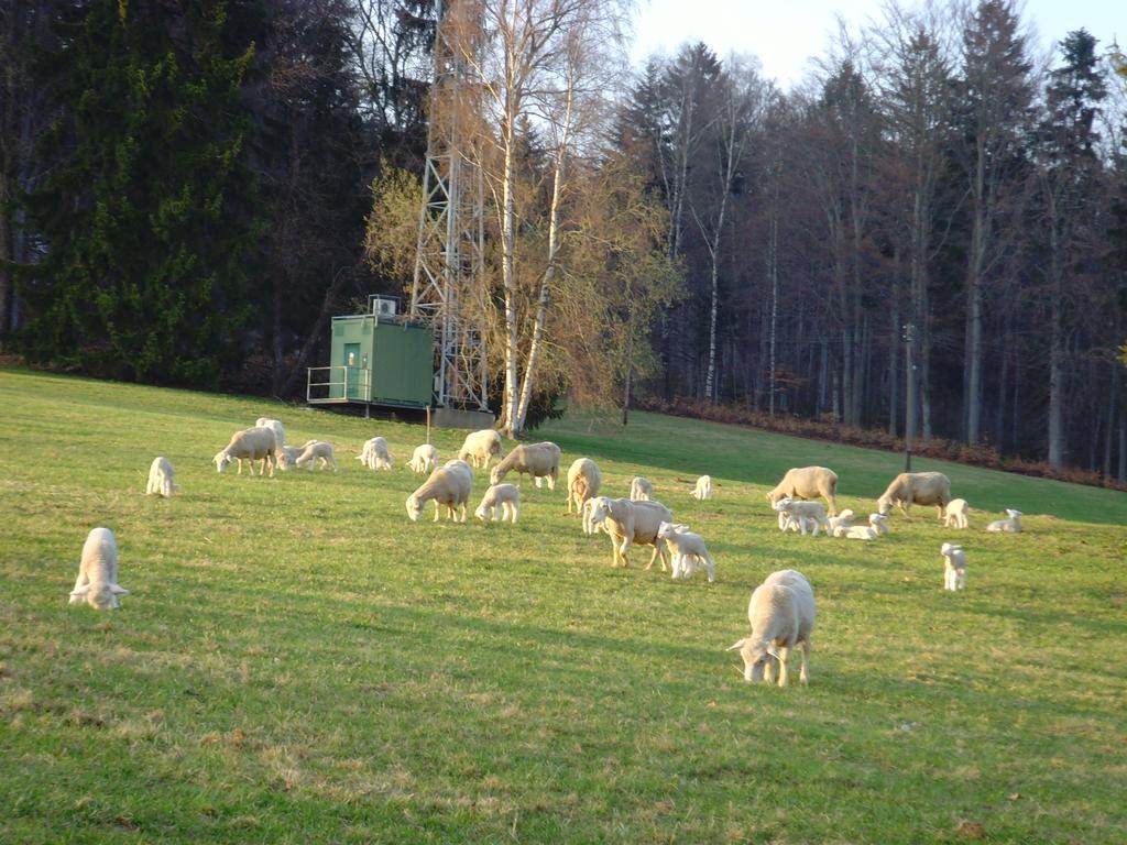 Na Zvonici Casa de hóspedes Paseky nad Jizerou Exterior foto